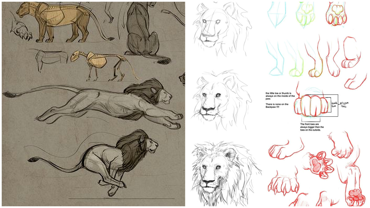 lion paw drawing - vc-llc.com.