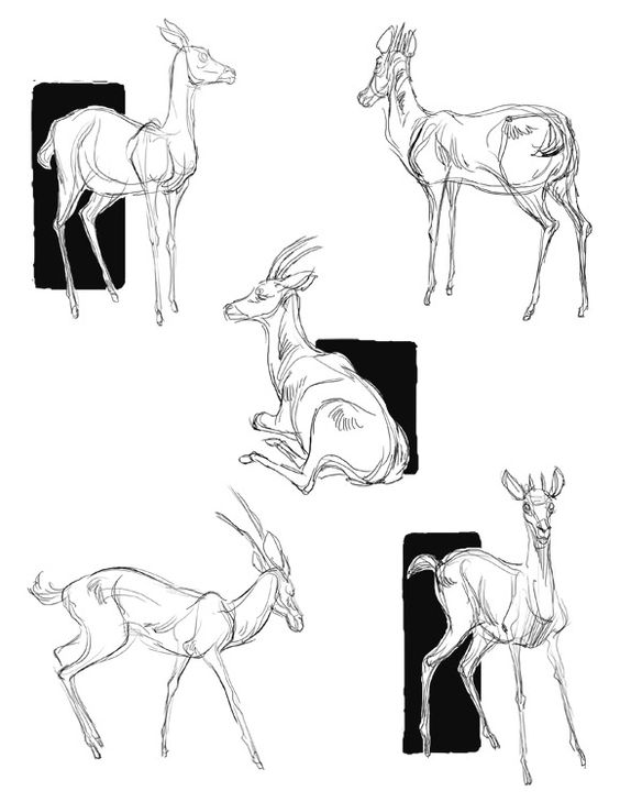 deer6