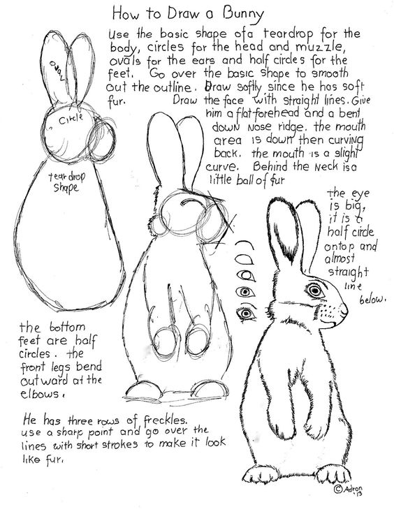 rabbit18