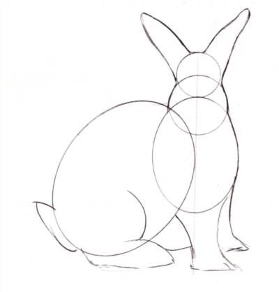 rabbit5