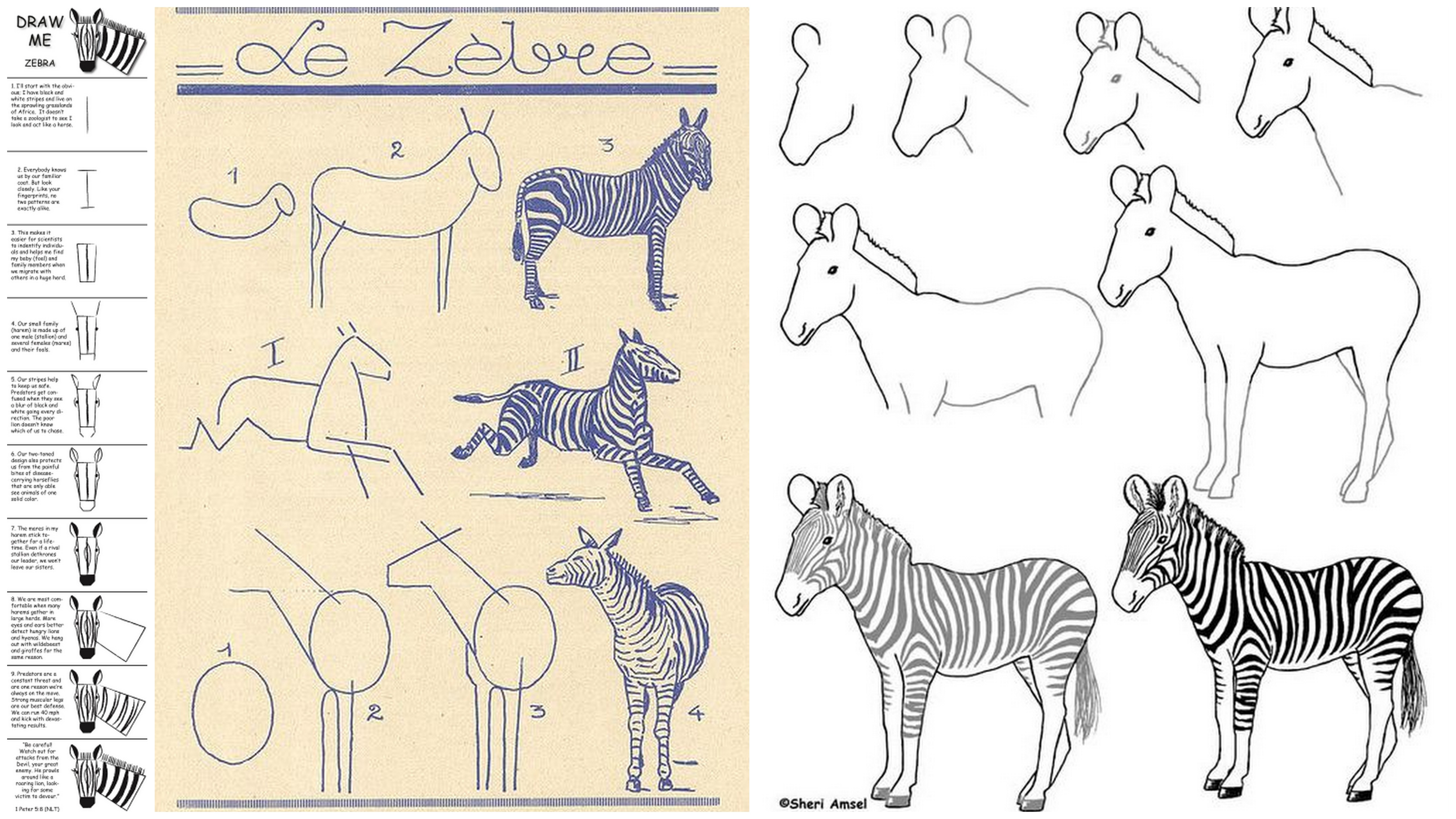 How To Draw A Realistic Zebra